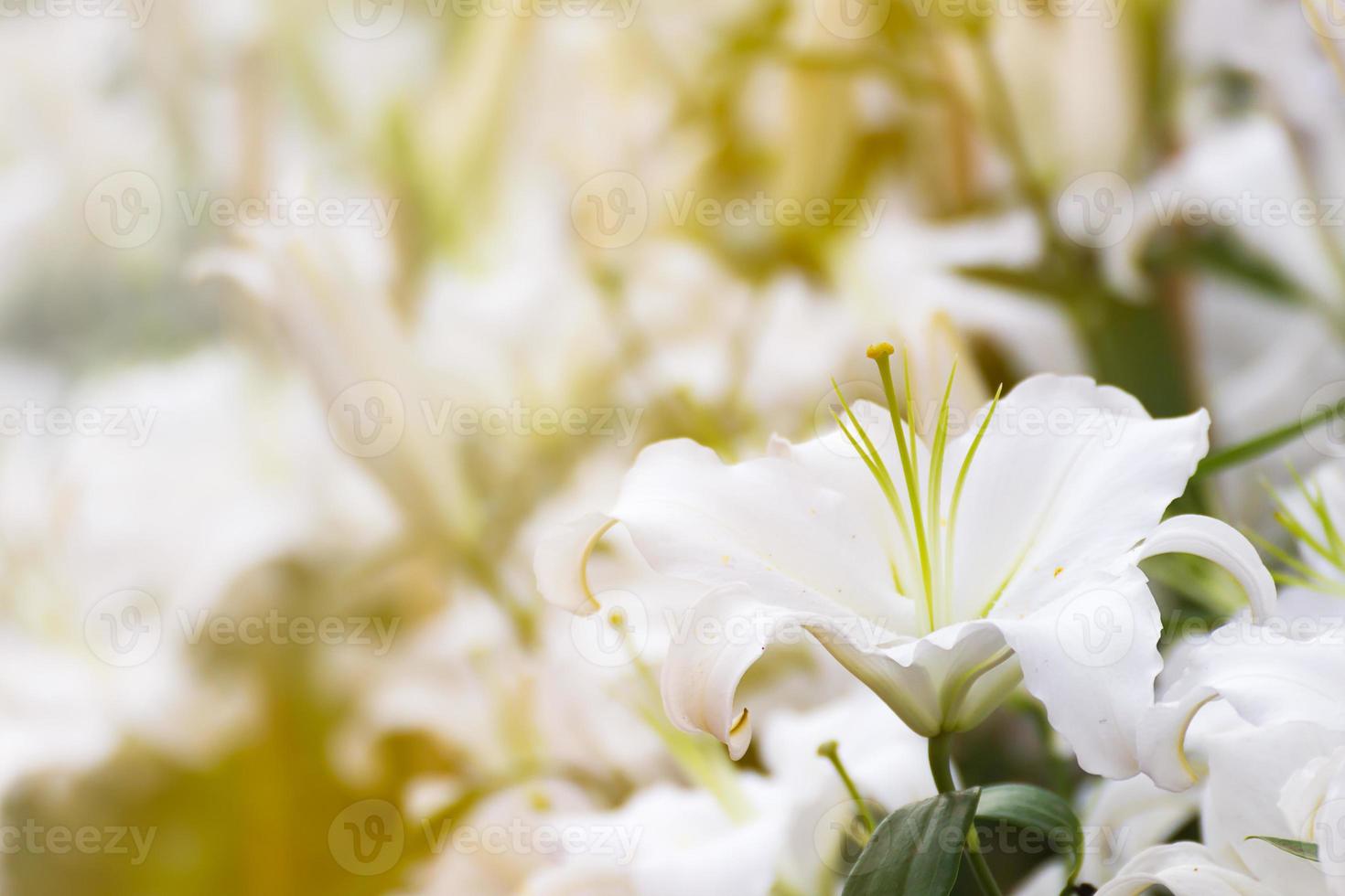 flor de lírio branco no jardim foto