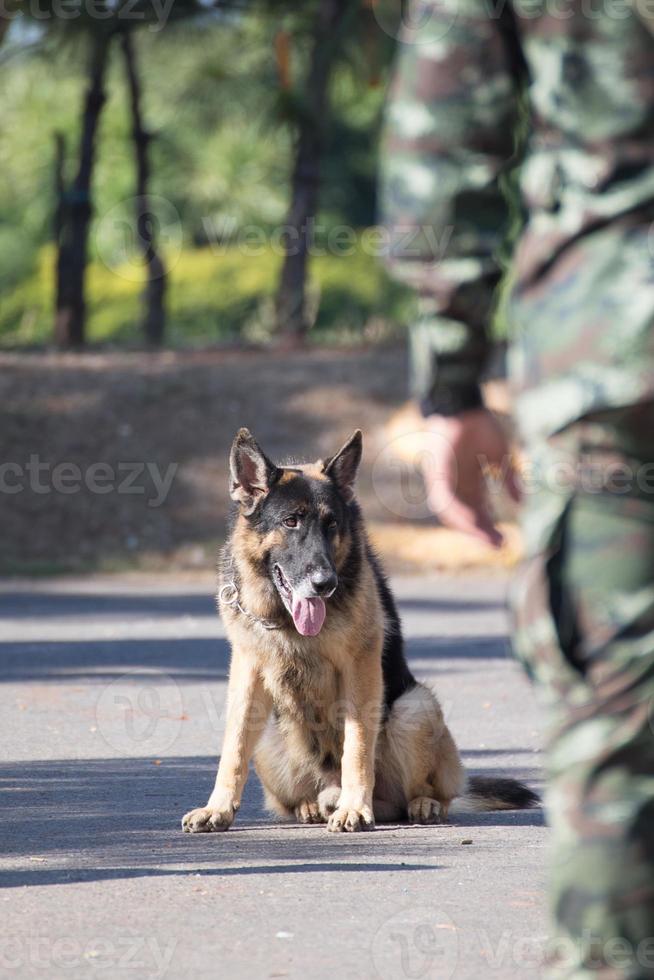 treinando cães de guerra foto