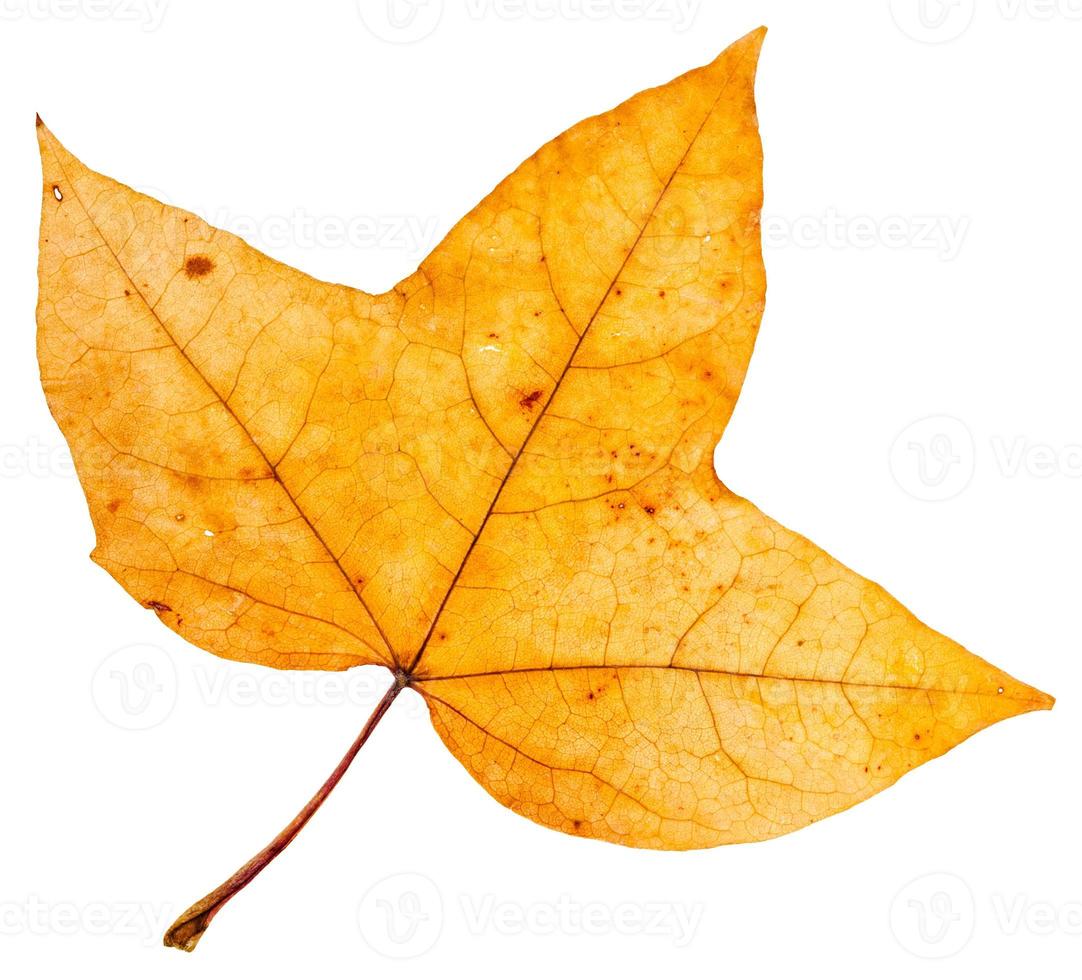 folha de três lóbulos de outono amarelo de árvore de bordo foto