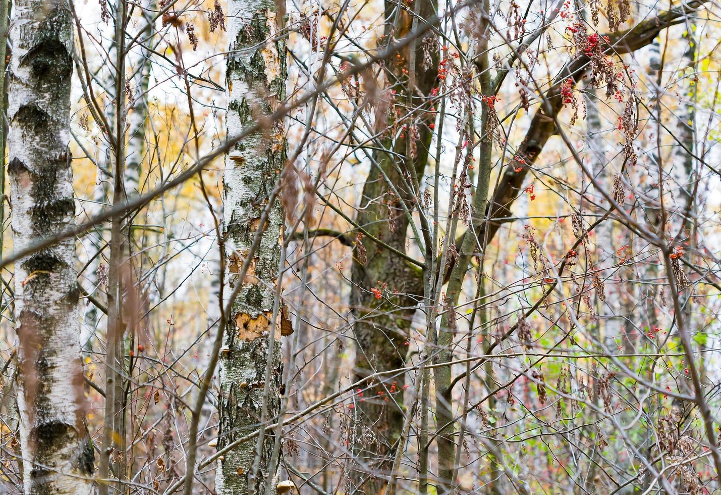 árvores nuas na floresta de outono foto