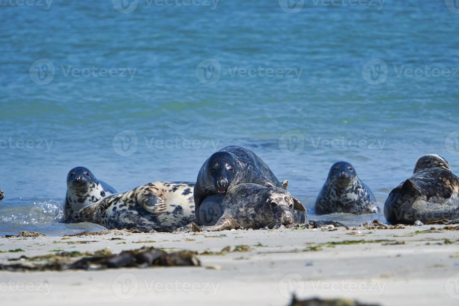 foca cinzenta na praia de heligoland - duna da ilha foto