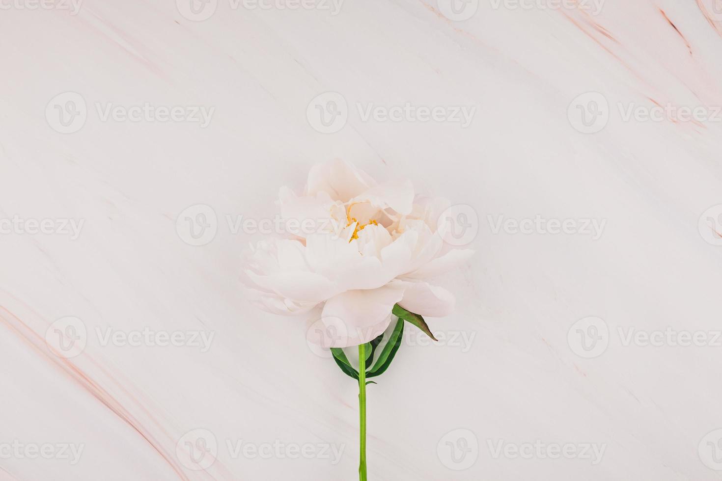 flores de peônia branca no fundo de mármore foto