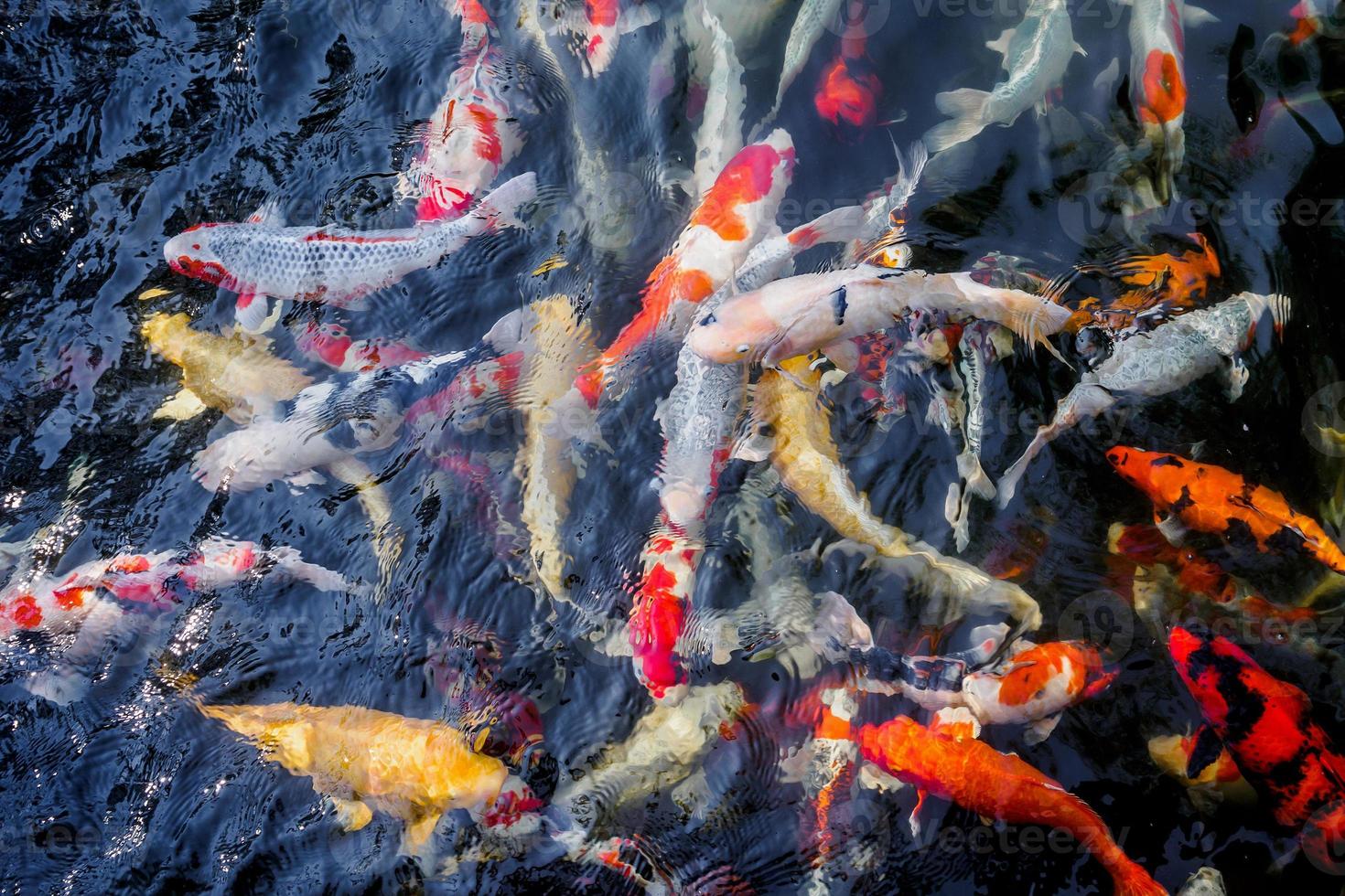 lindo peixe koi na lagoa foto