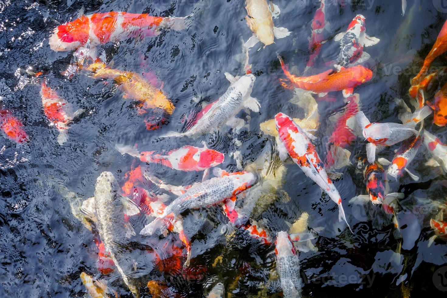 lindo peixe koi na lagoa foto