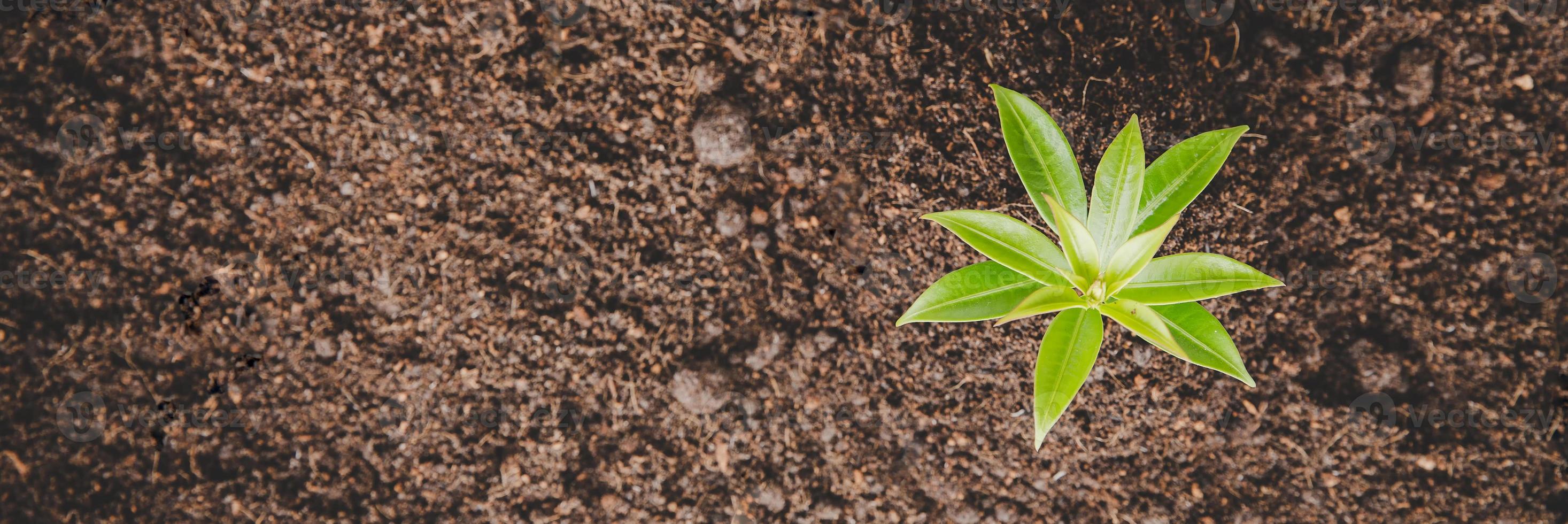 jovem pequeno crescimento verde nova vida no solo na natureza ecologia. cuide de plantar árvores e cultivar mudas e proteger no jardim na terra no dia mundial do meio ambiente. conceito de agricultura ambiental de desenvolvimento foto