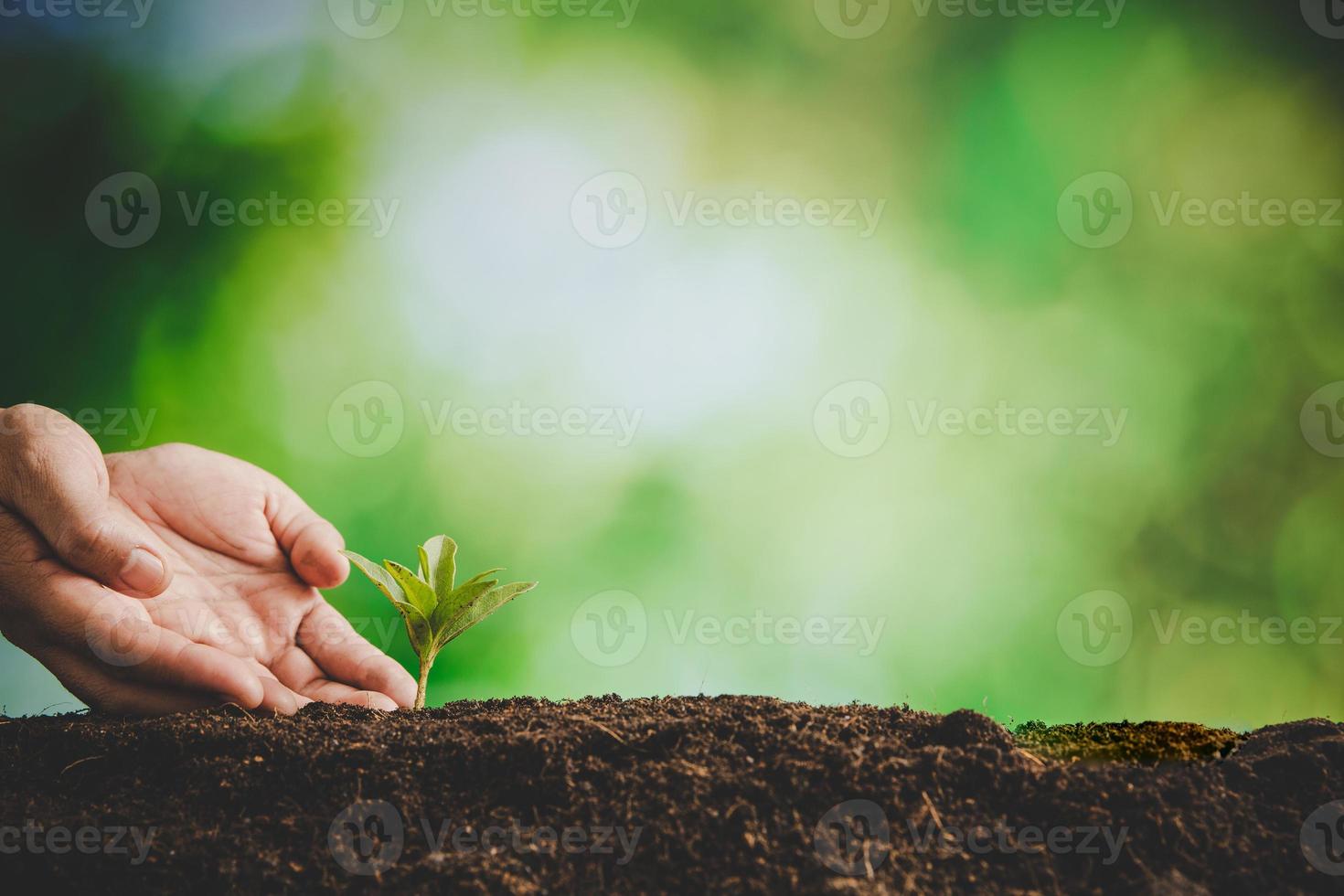 mãos sujas cuidam de árvores de plantas na terra no dia mundial do meio ambiente. jovem pequeno crescimento verde nova vida no solo na natureza ecologia. pessoa humana cresce mudas e protege no jardim. conceito de agricultura foto