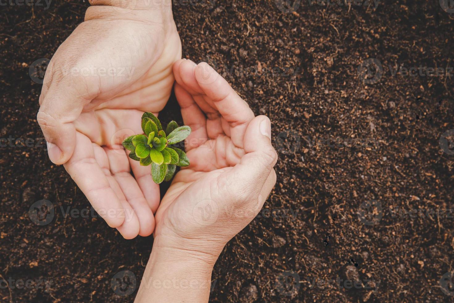 mãos sujas cuidam de árvores de plantas na terra no dia mundial do meio ambiente. jovem pequeno crescimento verde nova vida no solo na natureza ecologia. pessoa humana cresce mudas e protege no jardim. conceito de agricultura foto