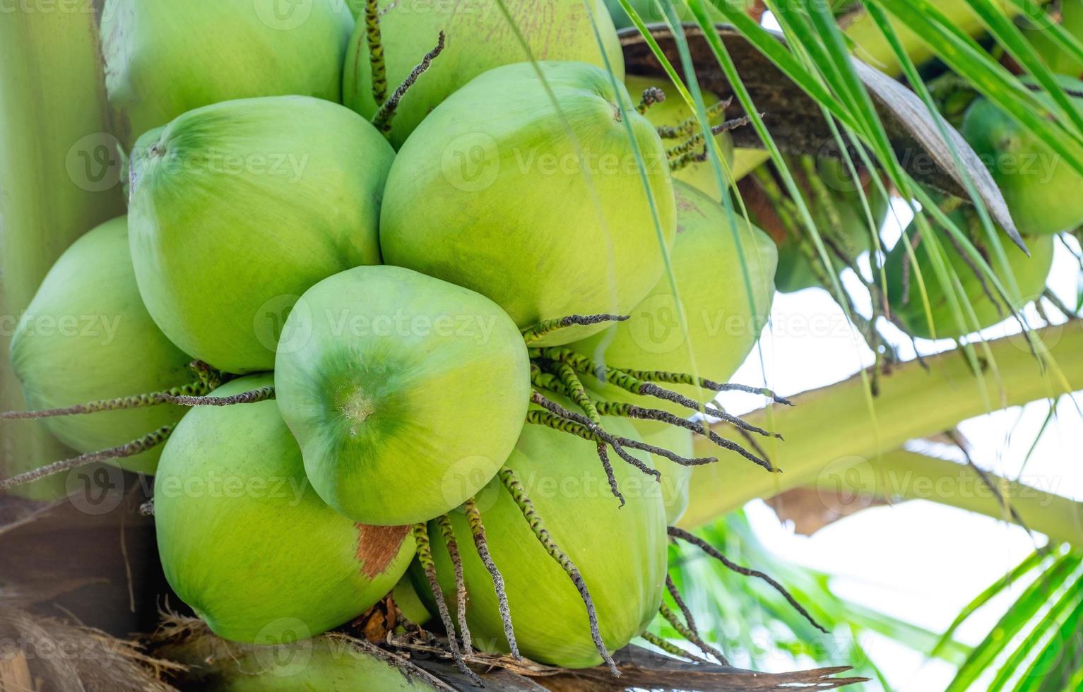 fruta de coco jovem verde fresca pendurada na árvore. jardim de coqueiros e conceito de comida saudável, grupo de coco, fruta tailandesa popular. foto