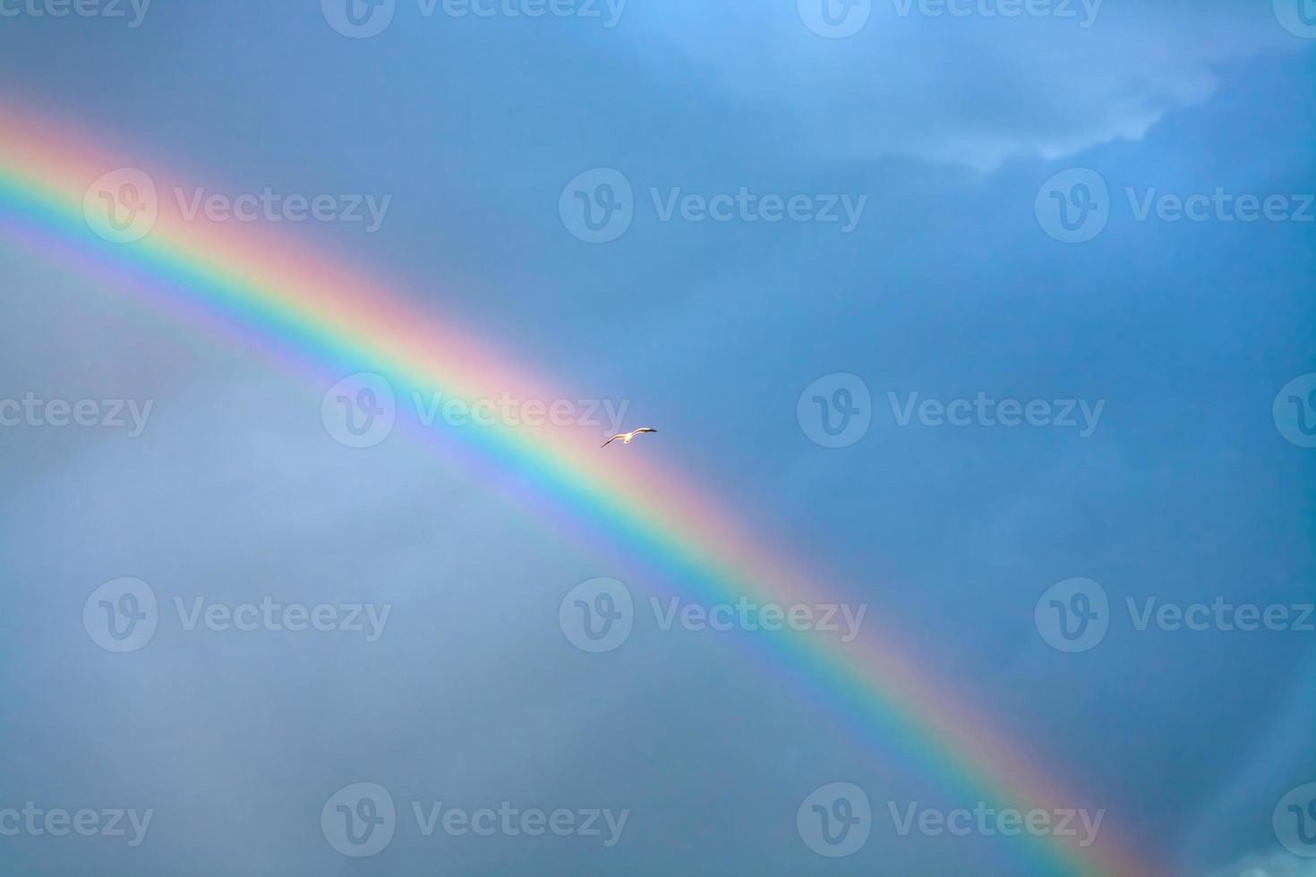 arco-íris e gaivota no céu nublado azul profundo foto