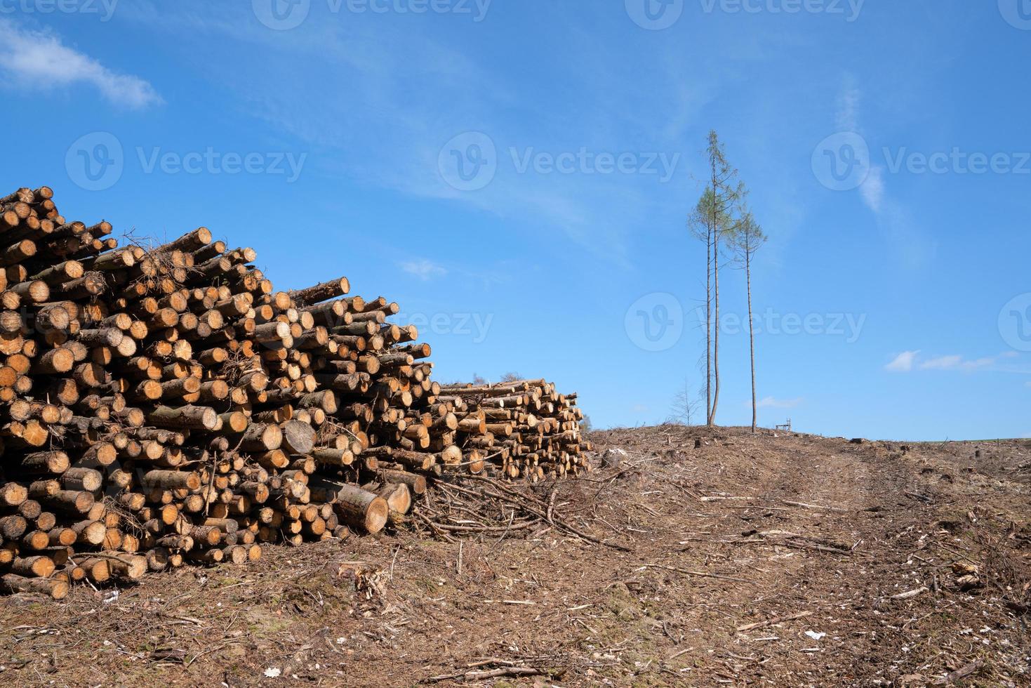 morte da floresta, floresta desmatada na alemanha foto