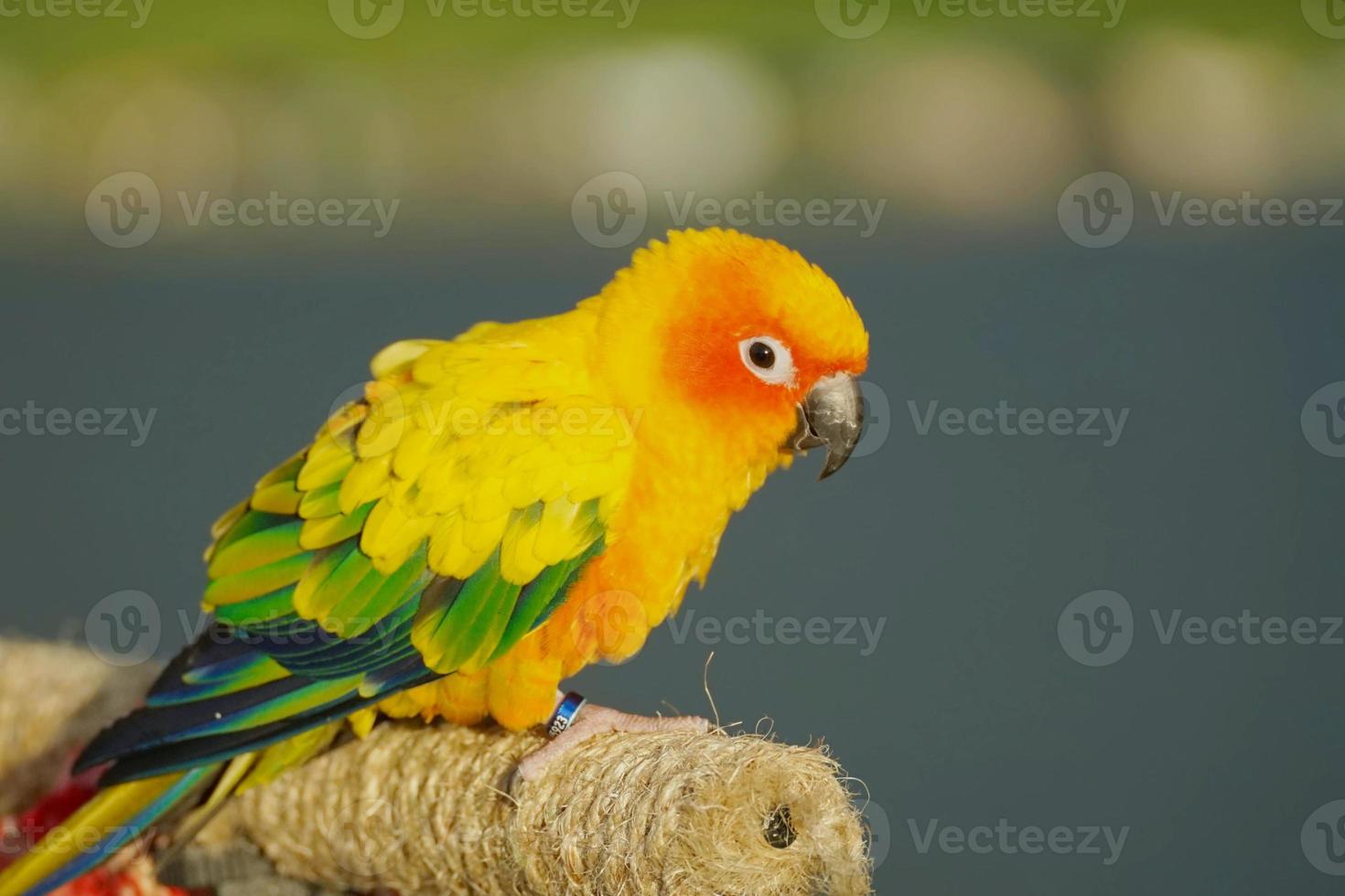 papagaio de sol conure ou pássaro lindo no fundo da natureza desfocado aratinga solstitialis animal de estimação exótico adorável foto