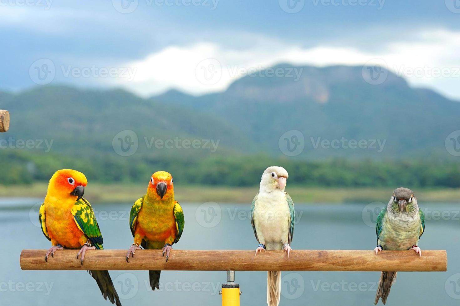 bochecha verde pequeno papagaio do gênero pyrrhura bico afiado, sol conure aratinga solstitialis 2 casal animal de estimação exótico adorável suporte de madeira poleiro no fundo da montanha do céu foto