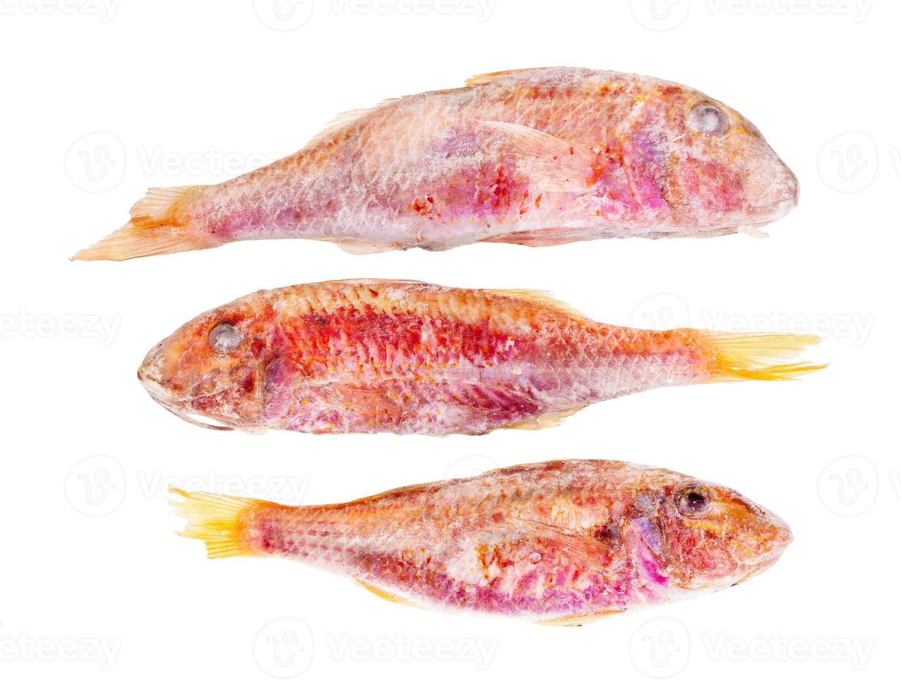 três peixes de salmonete congelados isolados em branco foto