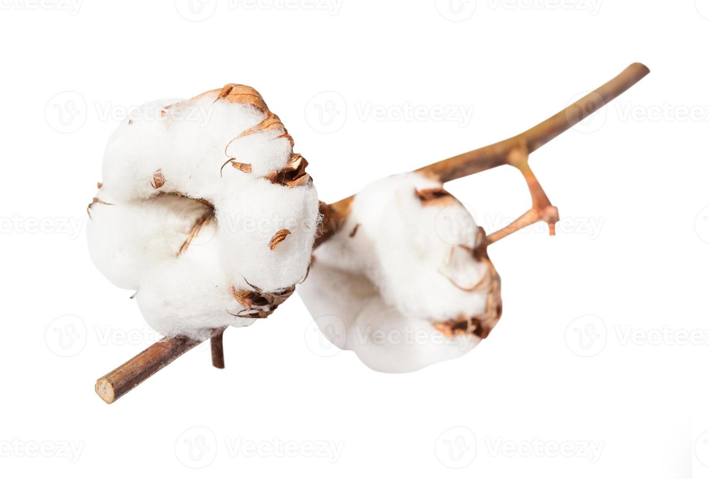 duas cápsulas maduras de planta de algodão no galho isolado foto