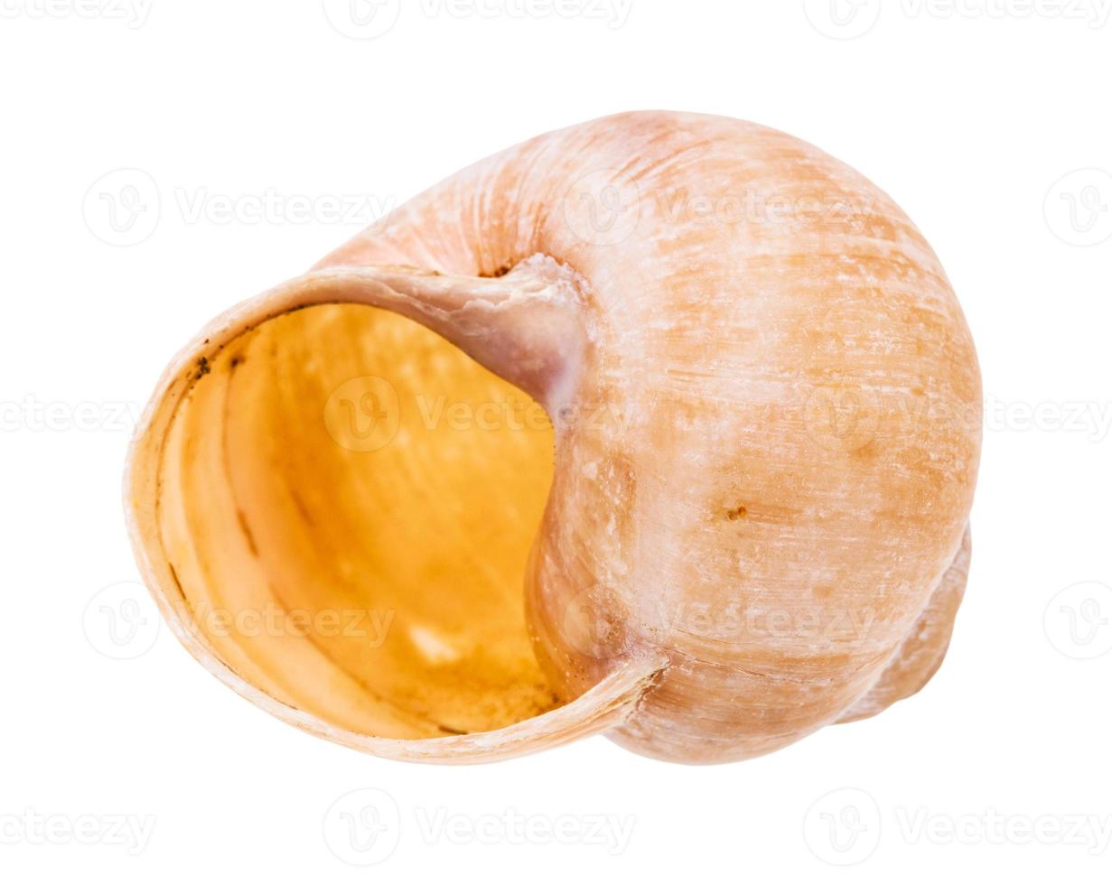 concha vazia de caracol isolado no branco foto