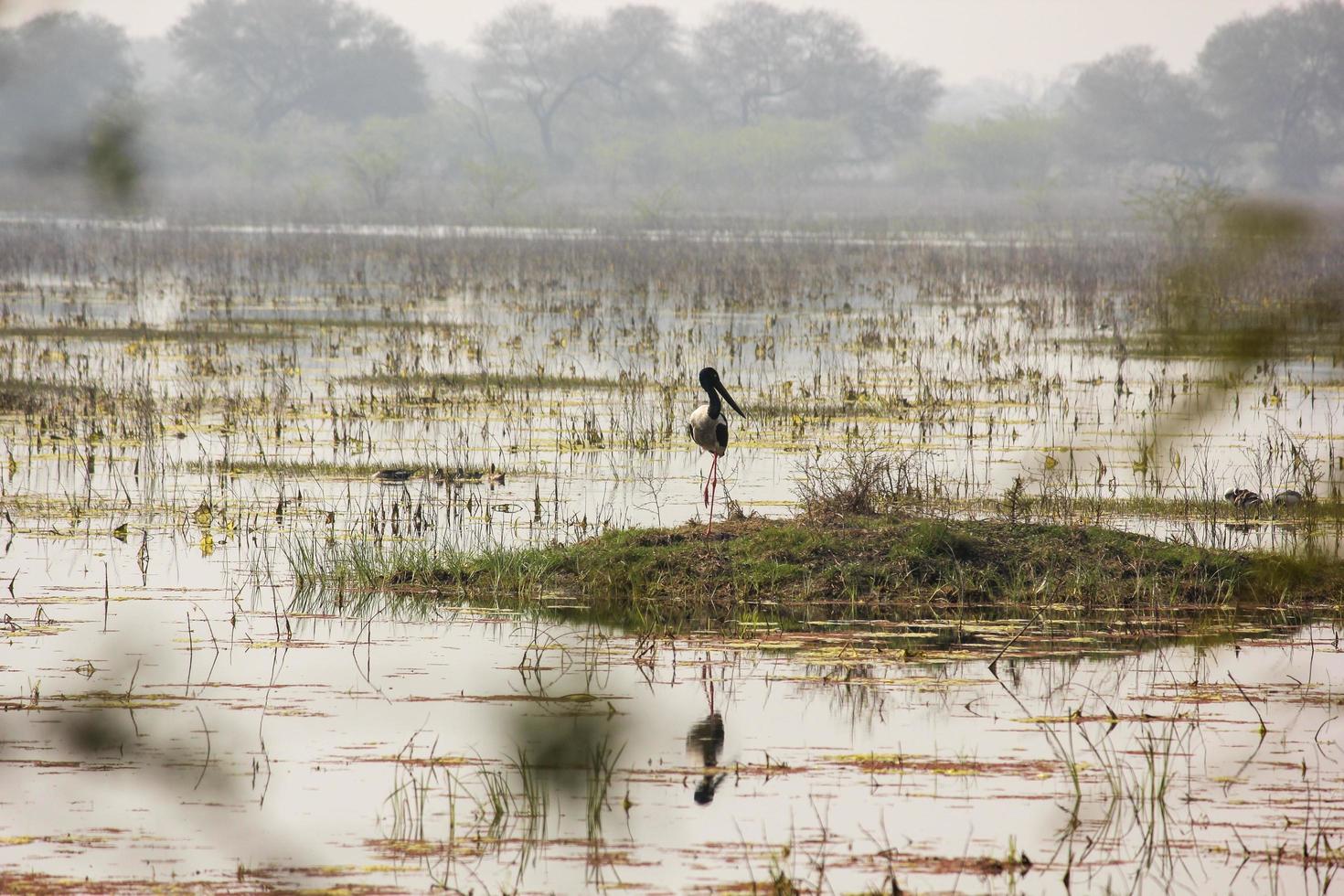 uma cegonha de pescoço preto no lago do pantanal foto