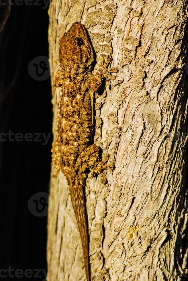 lagartixa em um tronco de árvore foto