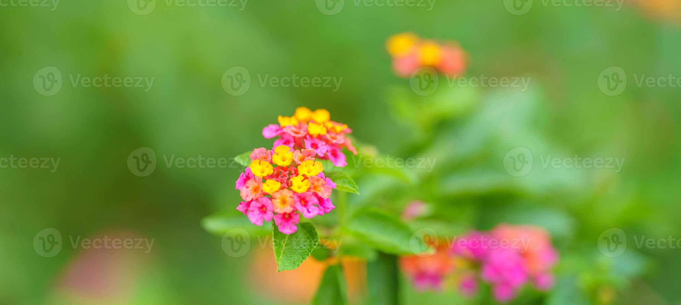 closeup de flor rosa amarela e laranja sob a luz do sol com espaço de cópia usando como plano de fundo a paisagem de plantas naturais, conceito de página de capa de papel de parede de ecologia. foto