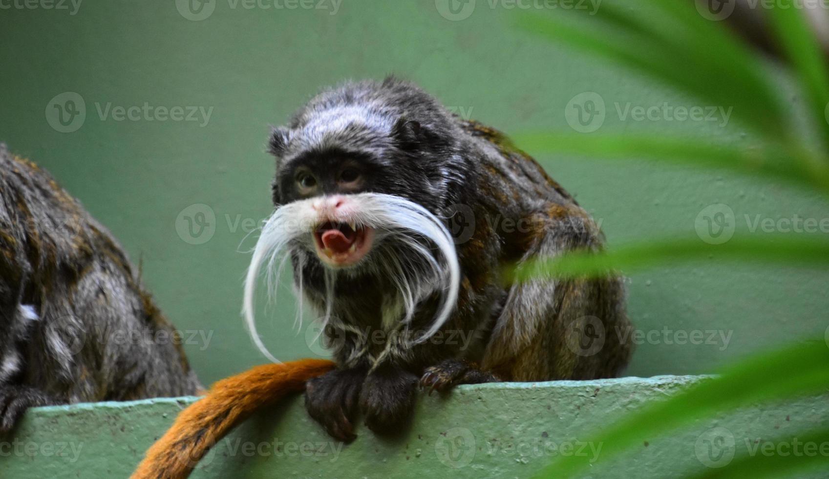macaco mico imperador com a língua de fora foto