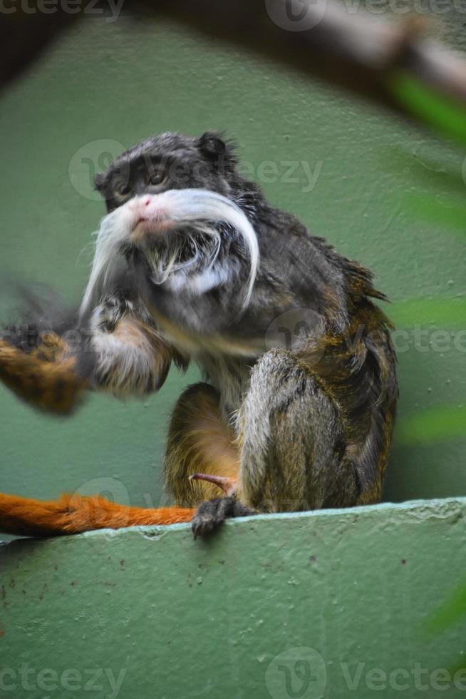 macaco mico-imperador barbudo sentado nas patas traseiras foto