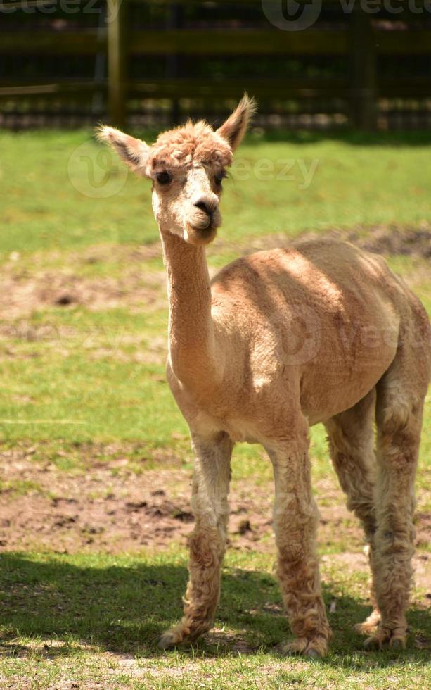 alpaca feliz em um piquete em um dia de verão foto