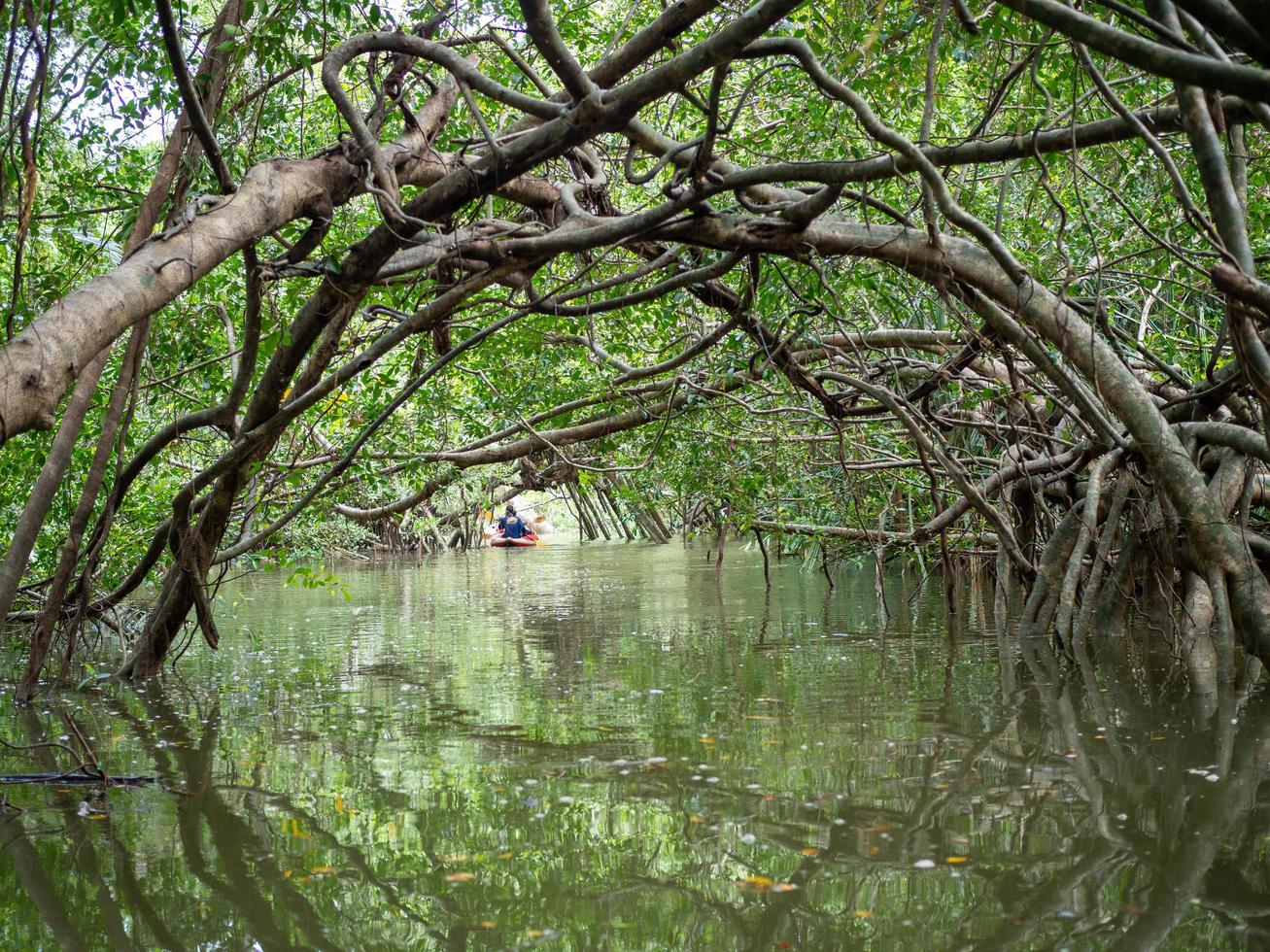 velhas raízes de figueiras na pequena amazônia ou khlong sang naen, phang nga, tailândia, um famoso destino turístico. foto