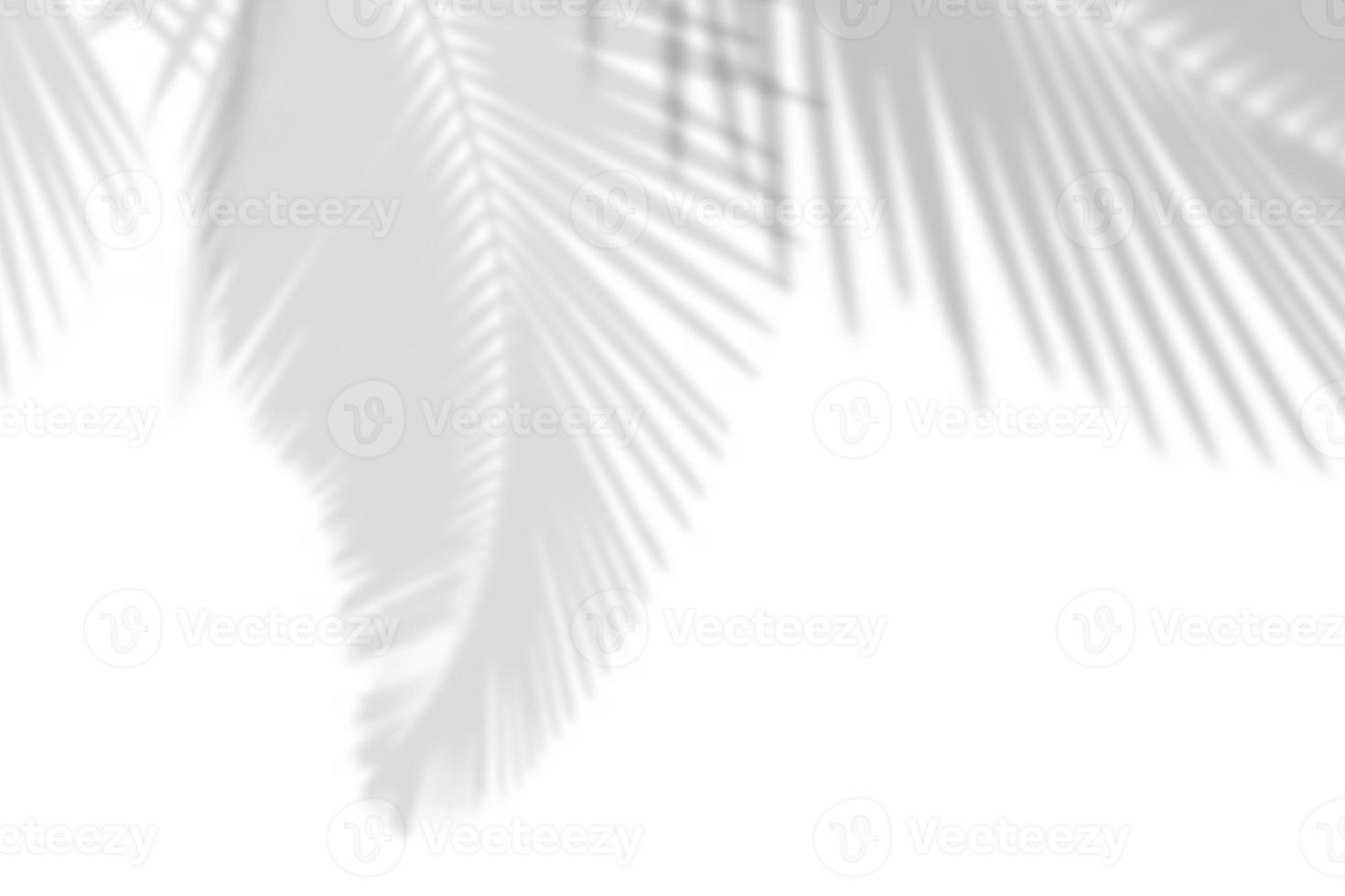 fundo de sombra cinza abstrato de folhas de palmeira natural caindo na textura de parede de concreto branco com linha rachada para fundo e papel de parede, tom monocromático preto e branco. foto