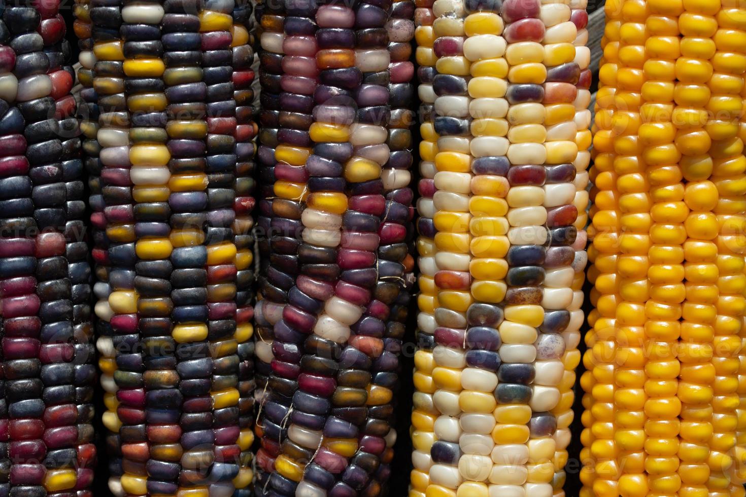 plano de fundo, tiro de detalhe e textura de espigas de milho coloridas deitadas lado a lado. os grãos individuais são claramente visíveis. as cores ficam mais claras de um lado para o outro. foto