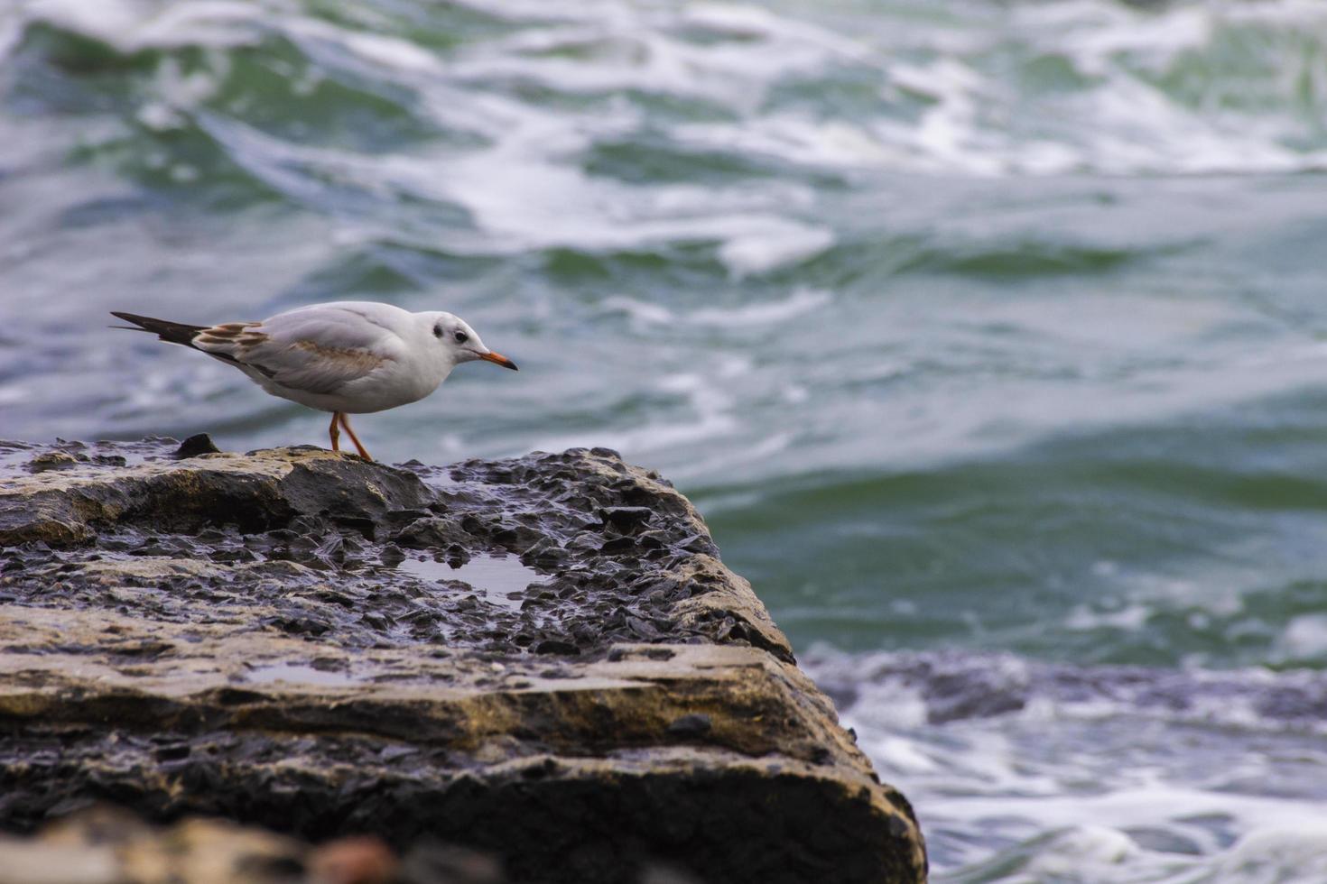 gaivota fica em uma pedra na praia. foto
