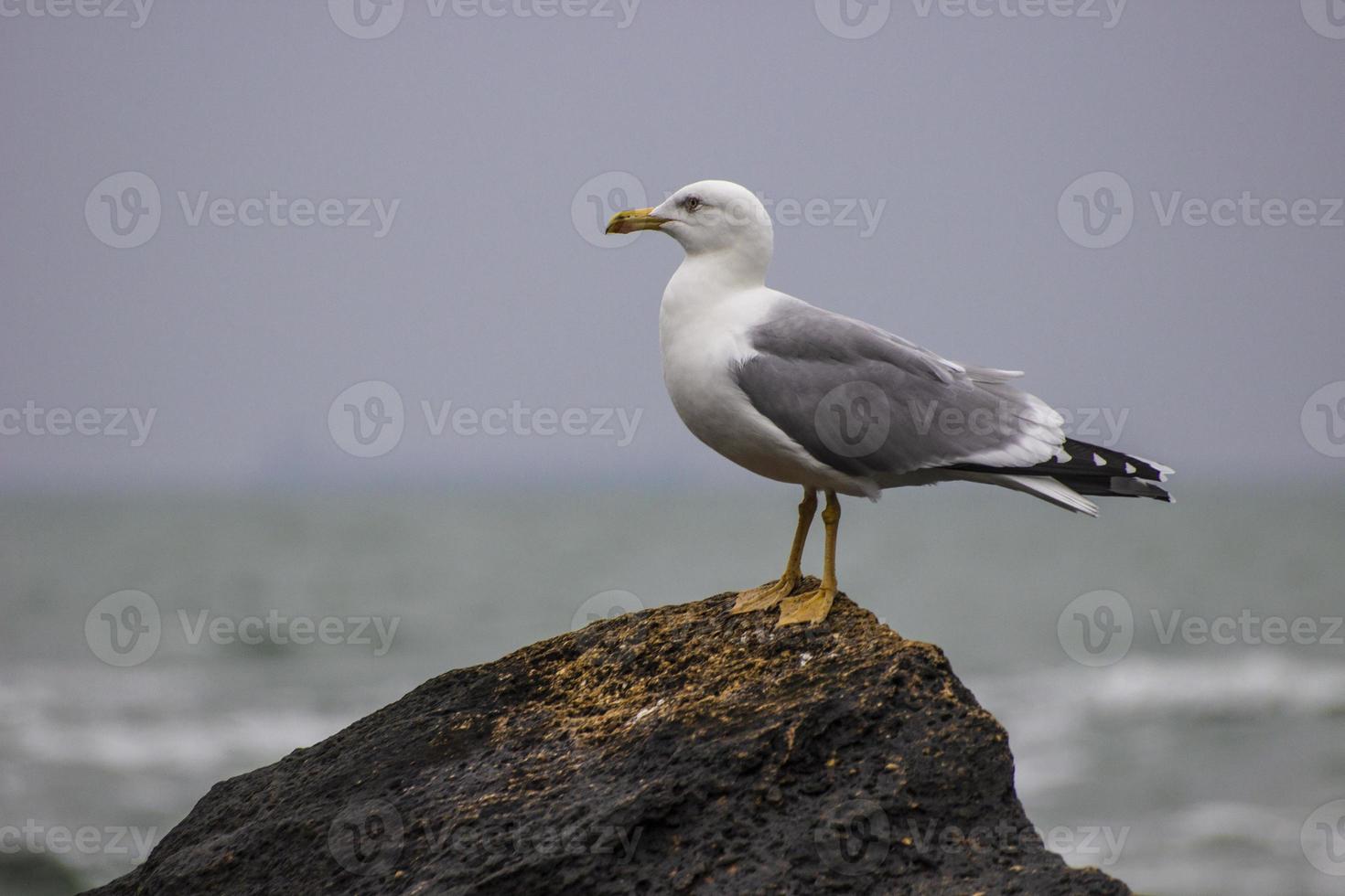 gaivota fica em uma pedra na praia. foto