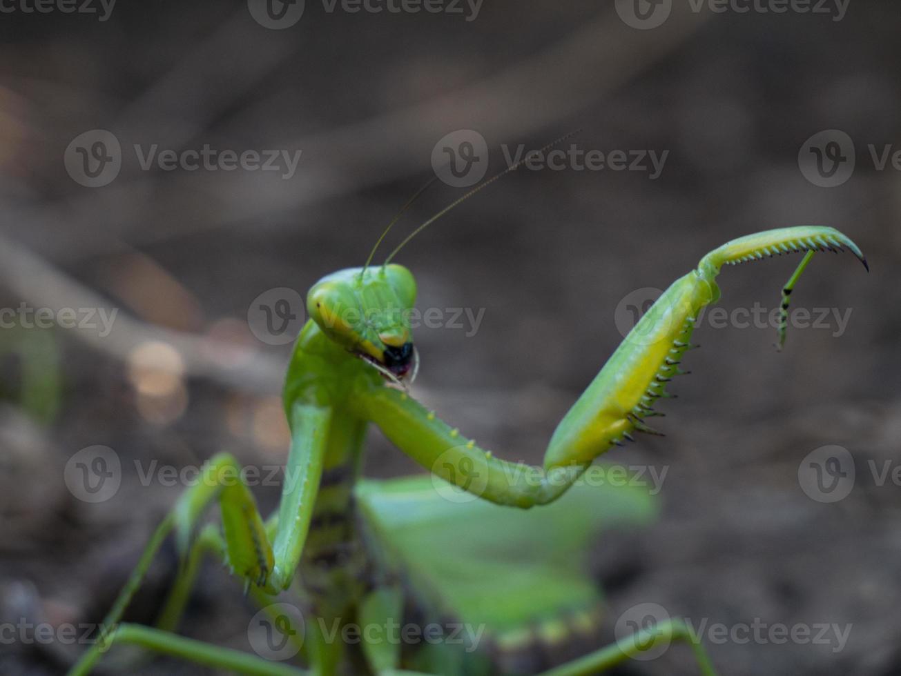 mantis em uma pose de ataque no habitat foto