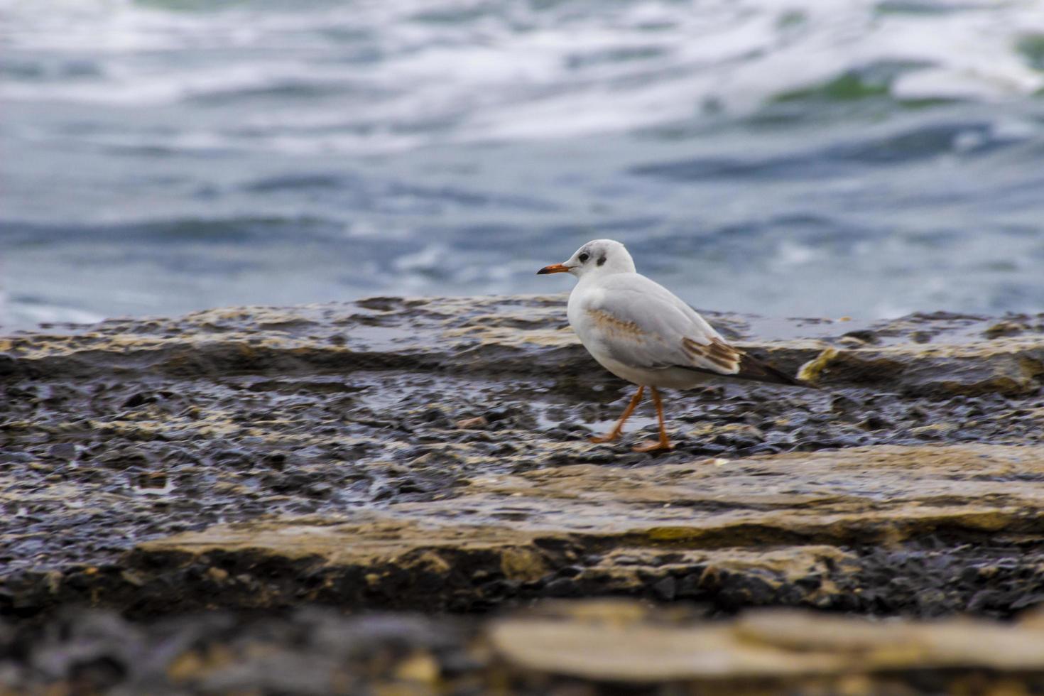 gaivota fica em uma pedra na praia. foto