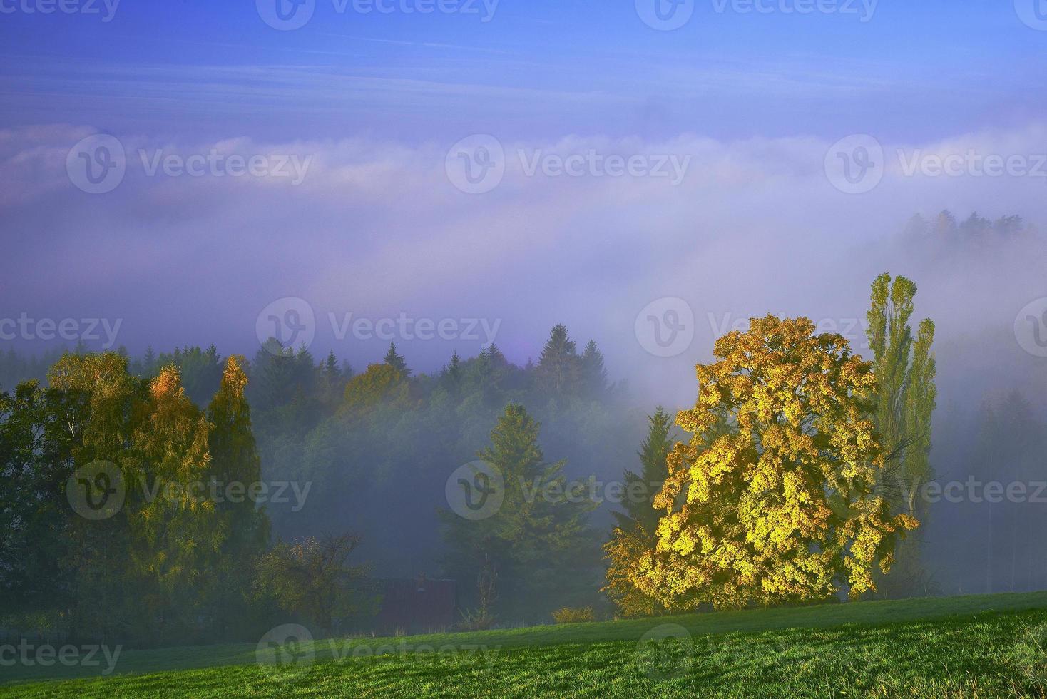 paisagem de árvores de outono foto