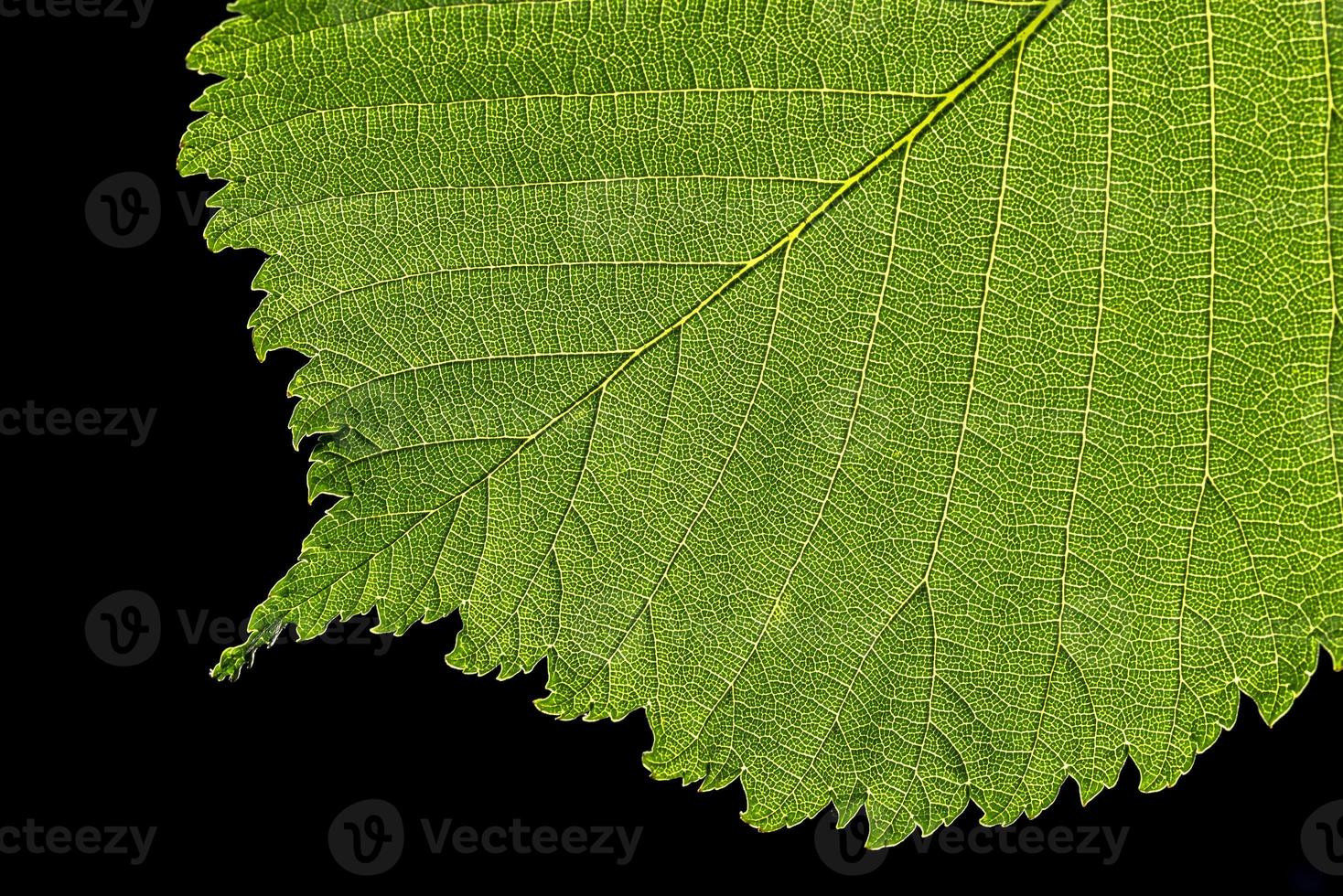 macro de uma folha foto