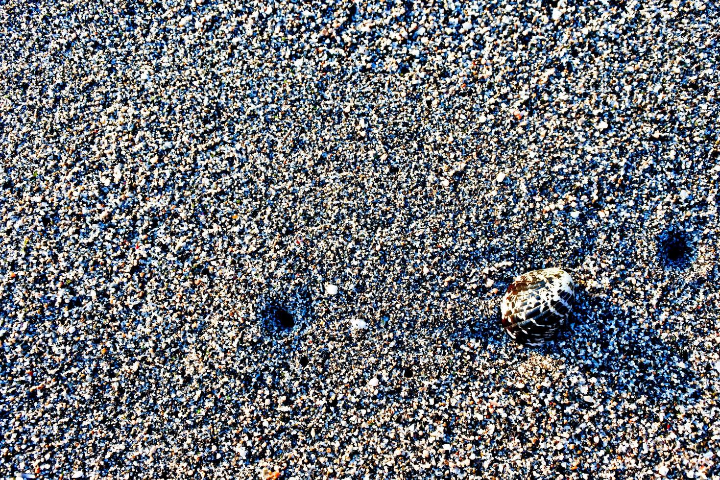 conjunto de conchas no fundo de areia branca foto