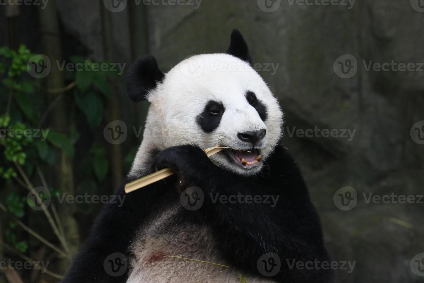 panda gigante em um recinto foto