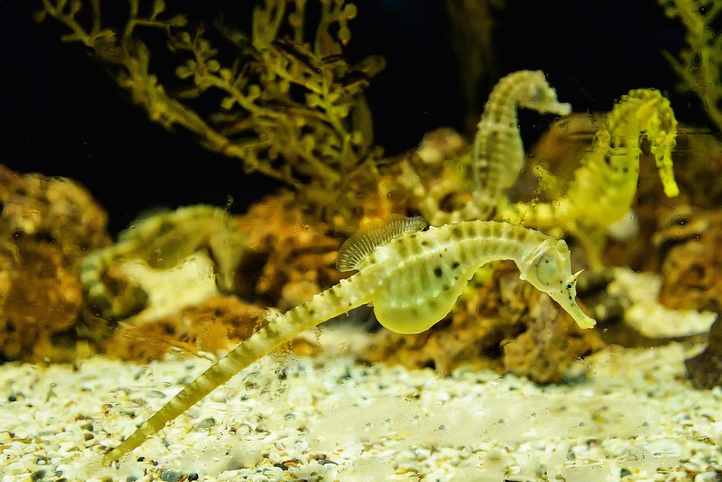 cavalo-marinho amarelo barriga grande natação debaixo d'água oceano foto