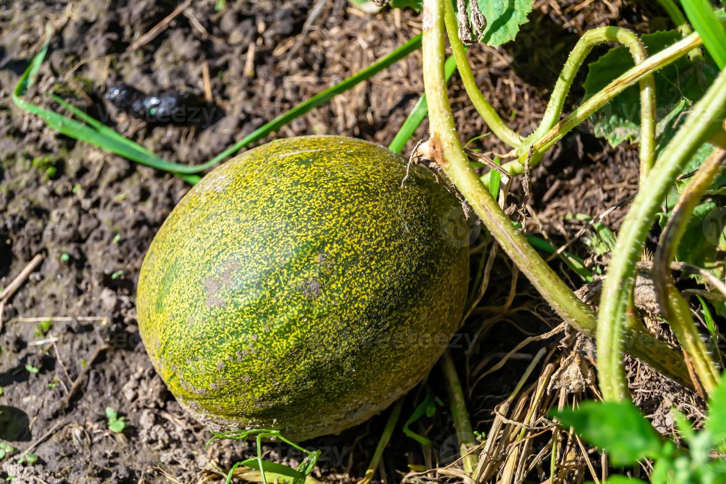 fotografia para tema melão de fruta jovem bonito em folhas de verão de fundo foto