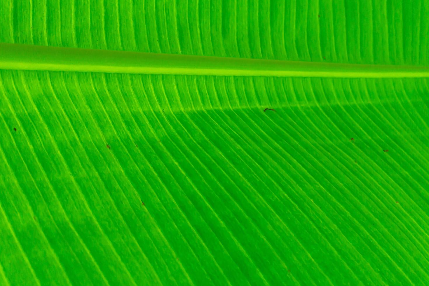textura verde de folha de bananeira foto