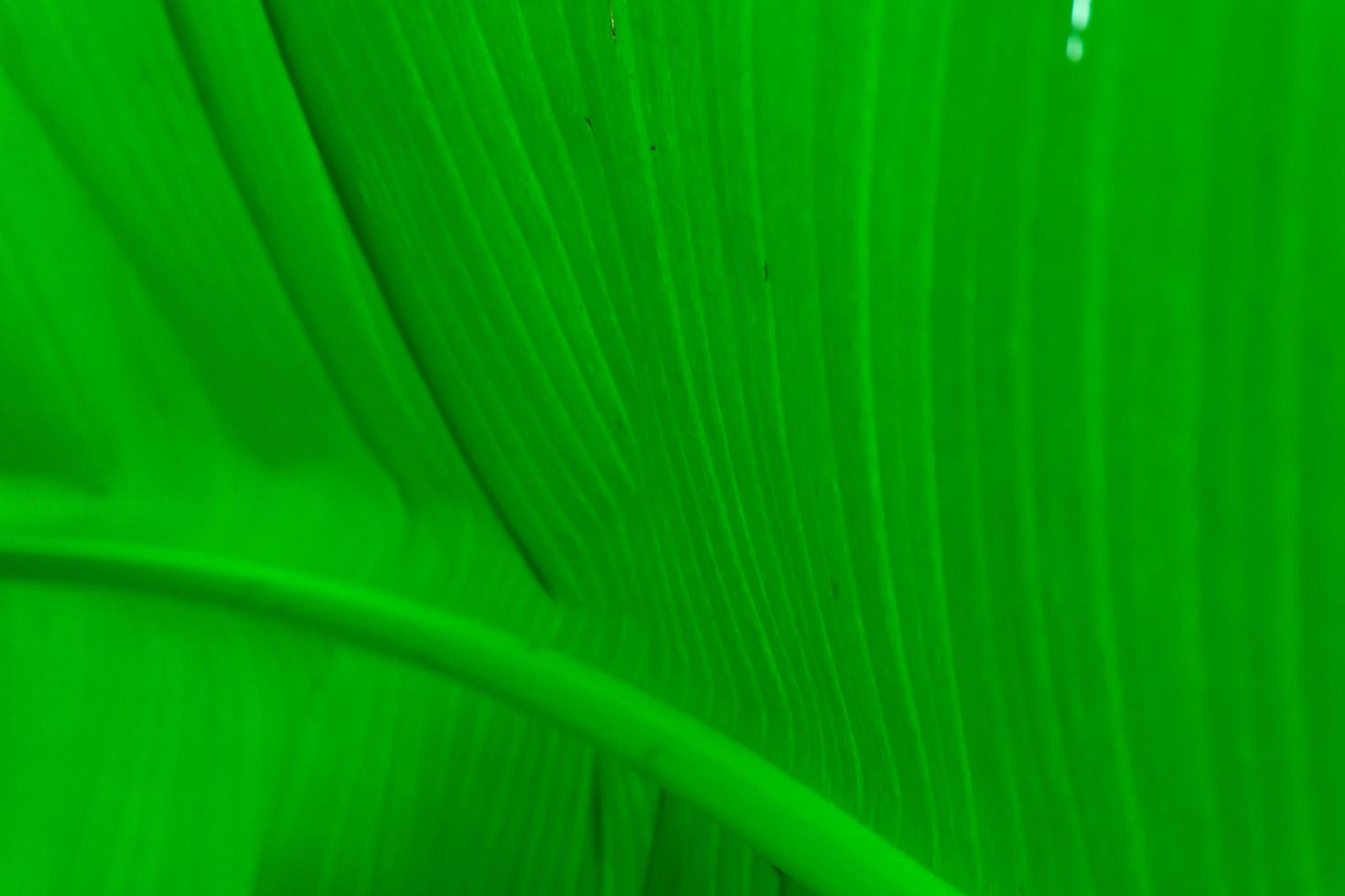 textura verde de folha de bananeira foto