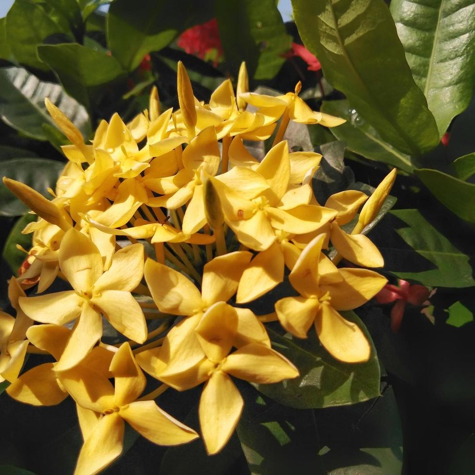 ixora amarela brilhante crescendo no jardim. fechar-se. ixora é um gênero  de plantas com flores da família rubiaceae 11551910 Foto de stock no  Vecteezy