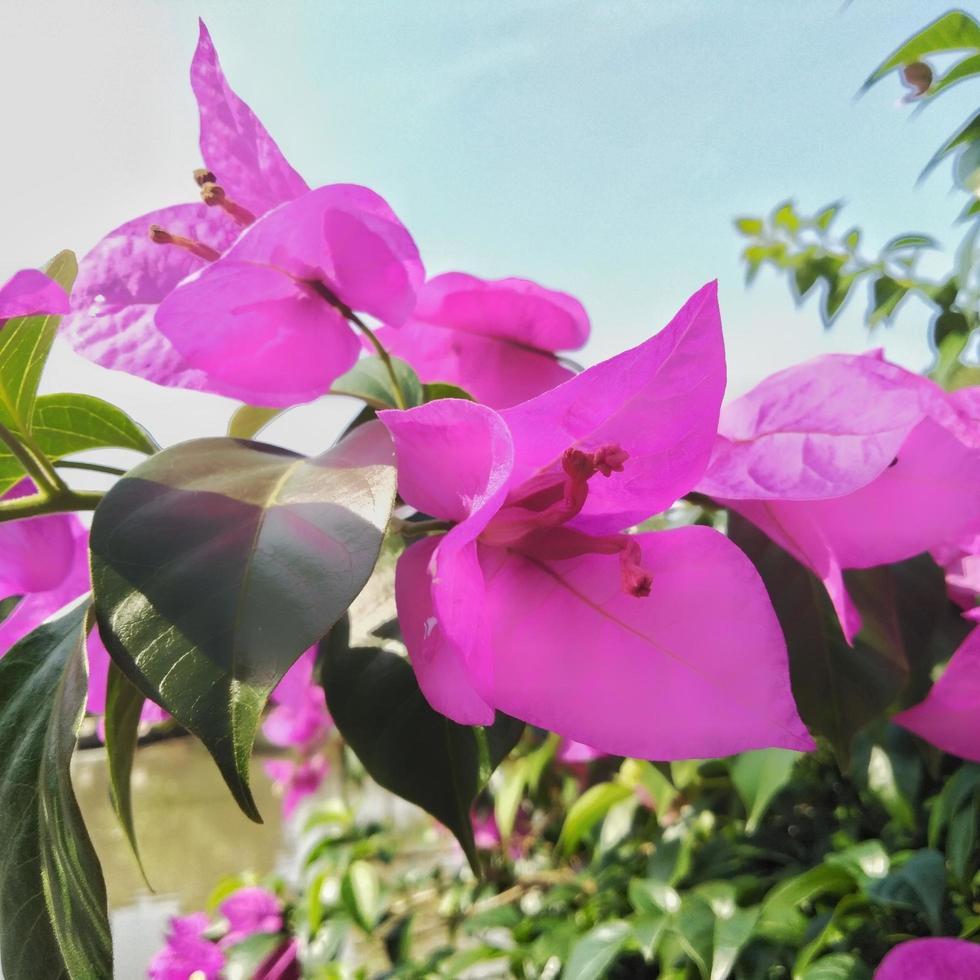 flores de papel brilhantemente plantadas ou buganvílias que são adequadas no jardim no jardim ou quintal da casa foto