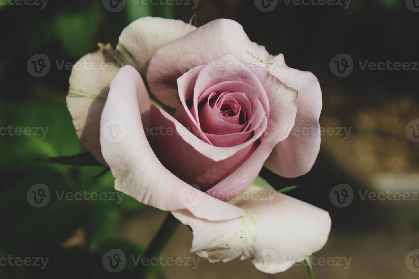 rosas roxas estão em flor. as rosas roxas representam charme, esplendor, magia e mistério, tornando o significado da cor desta rosa muito inspirador. foto