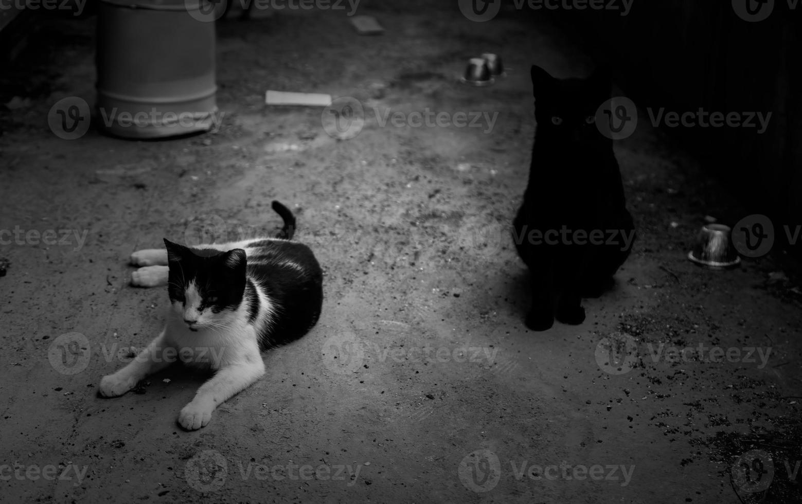 gatos abandonados na rua foto