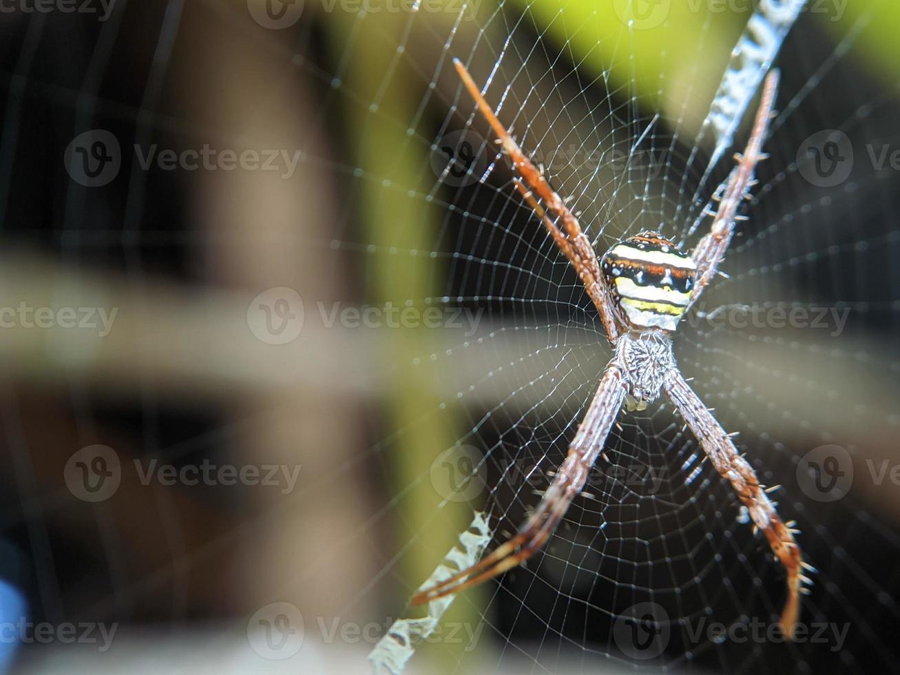 linda aranha pendurada na web esperando por comida, macro natureza foto