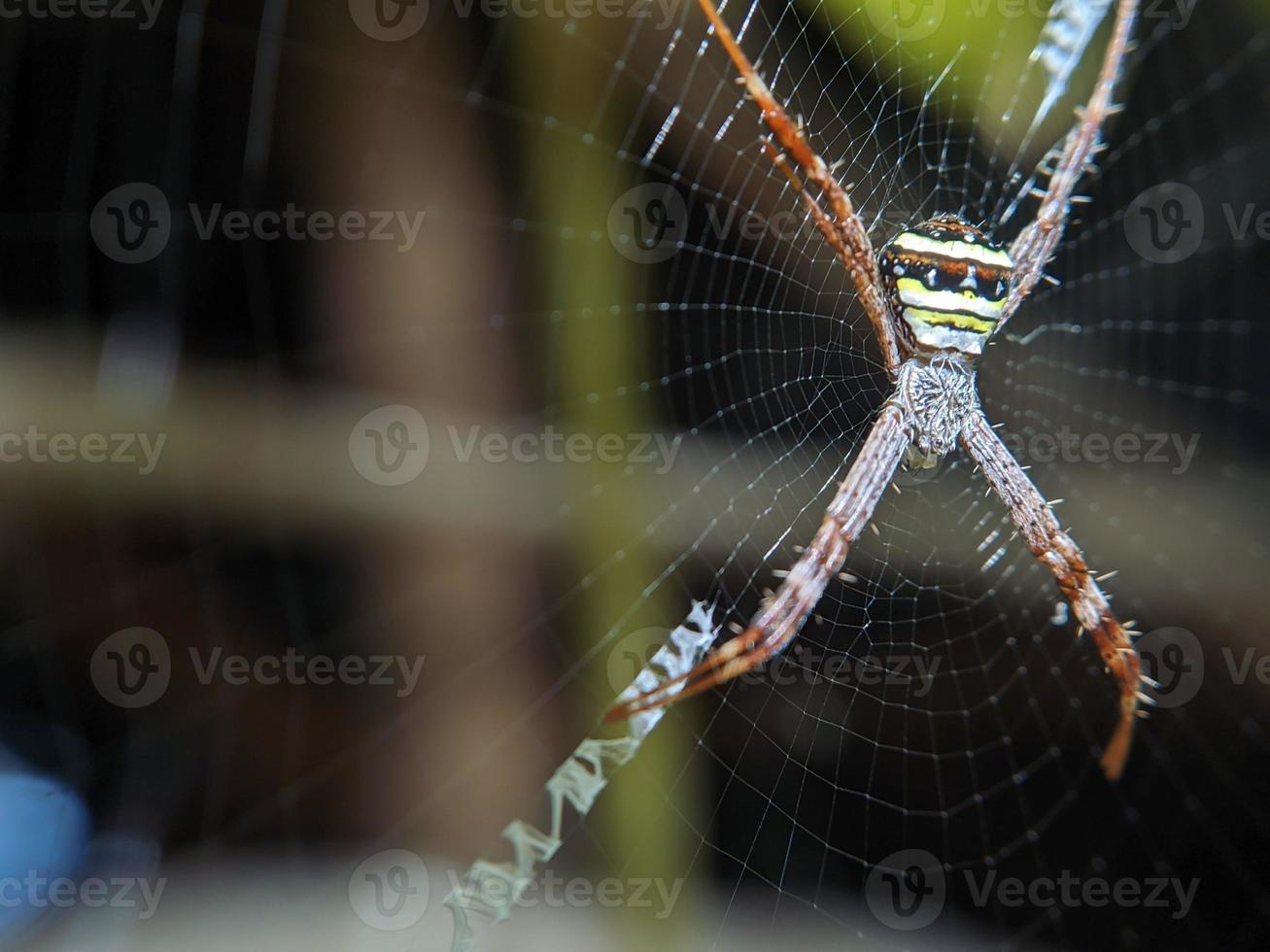 linda aranha pendurada na web esperando por comida, macro natureza foto