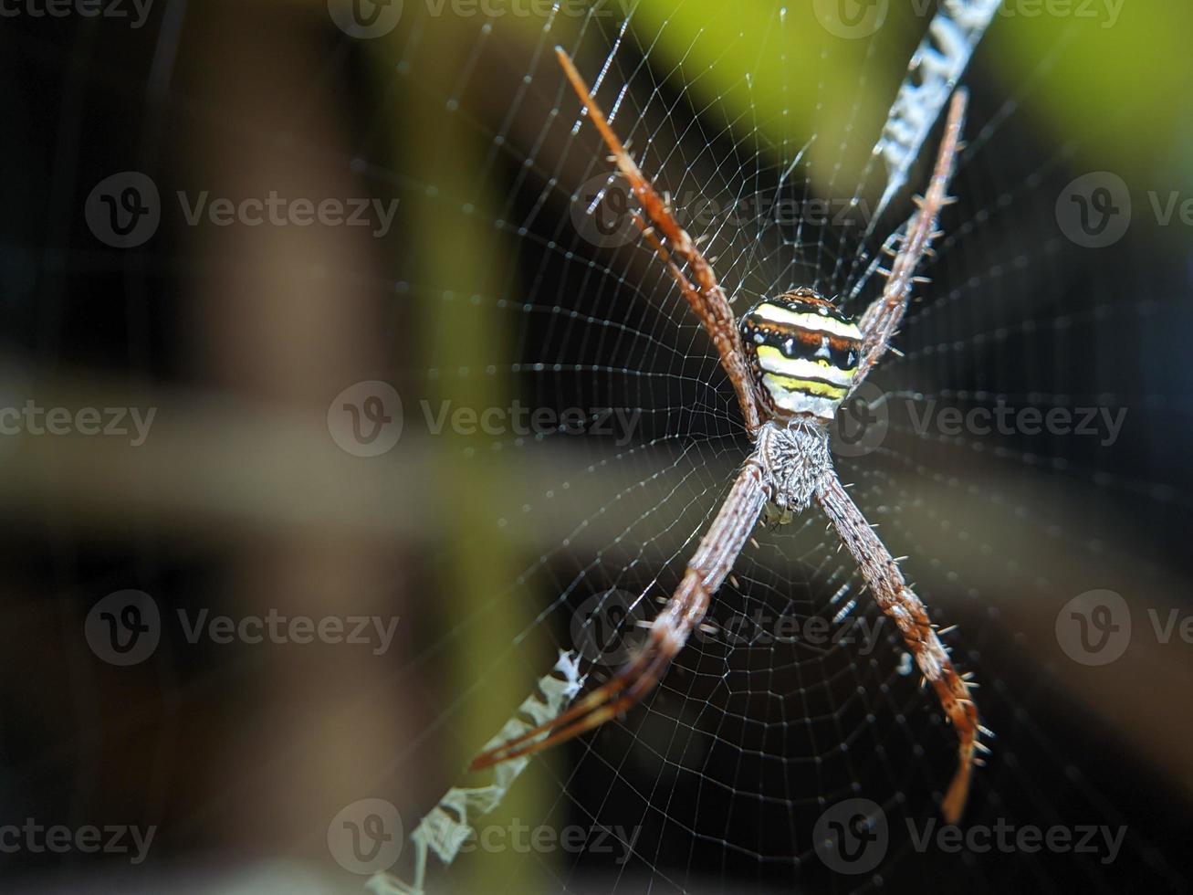 linda aranha pendurada na web esperando por comida, macro natureza foto