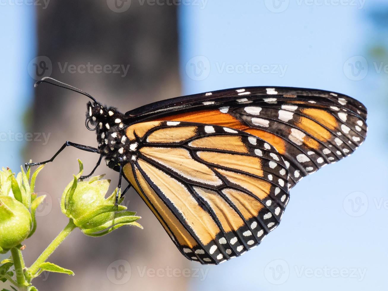 close-up de uma borboleta monarca sentada na planta de gorro de um turco. foto