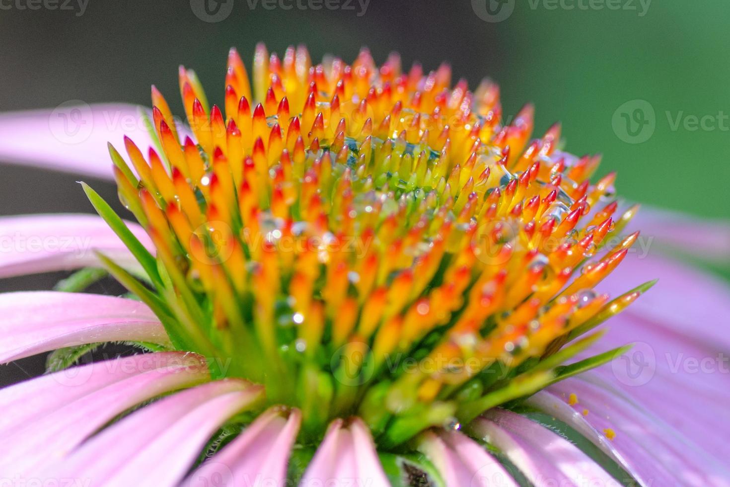 uma captura de close-up da cabeça de flor de laranjeira da planta coneflower, echinacea. foto