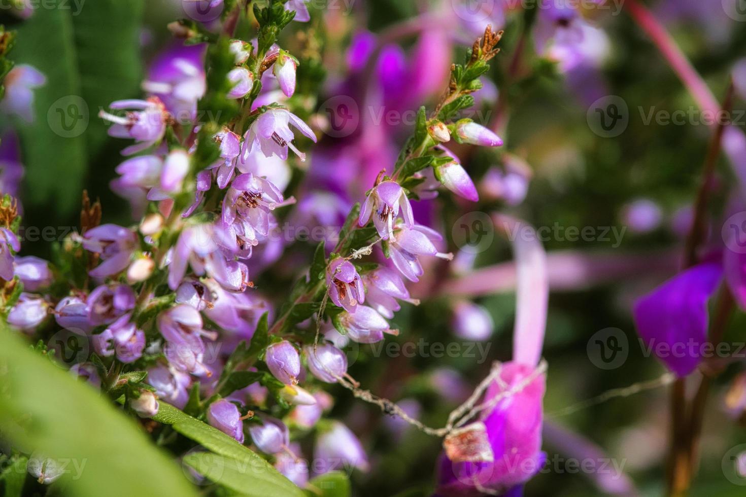 mesclado. ramos com flores roxas finas filigranas. sonhadores. fundo desfocado. foto